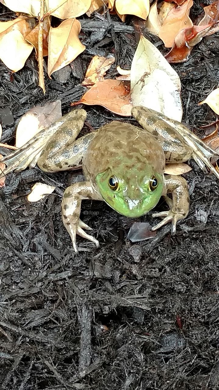 frog