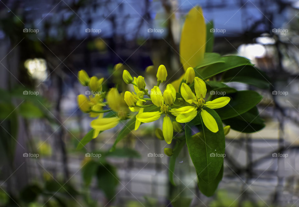 Beautiful yellow flowers closeup