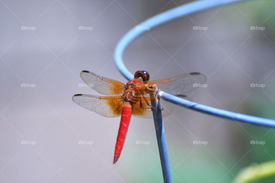 Red dragonfly