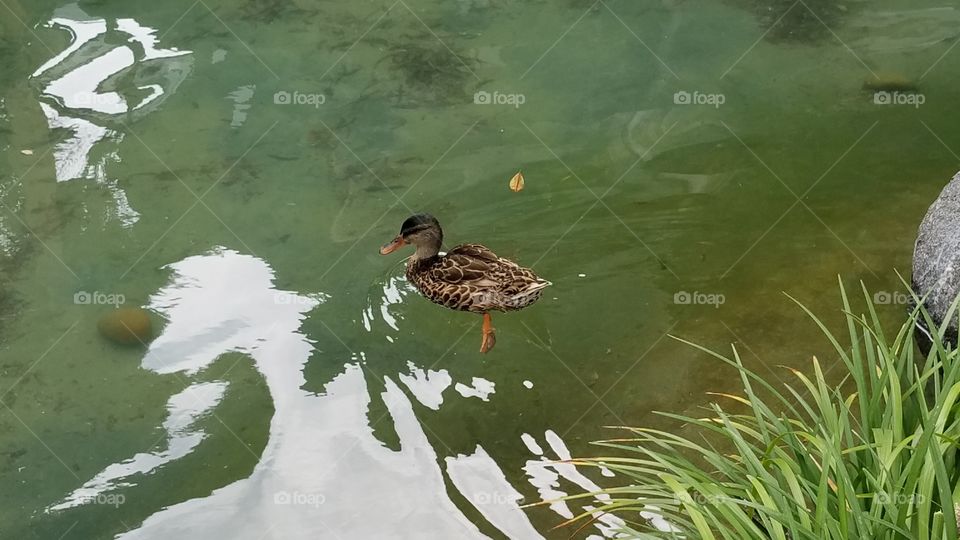duck in pond San Diego