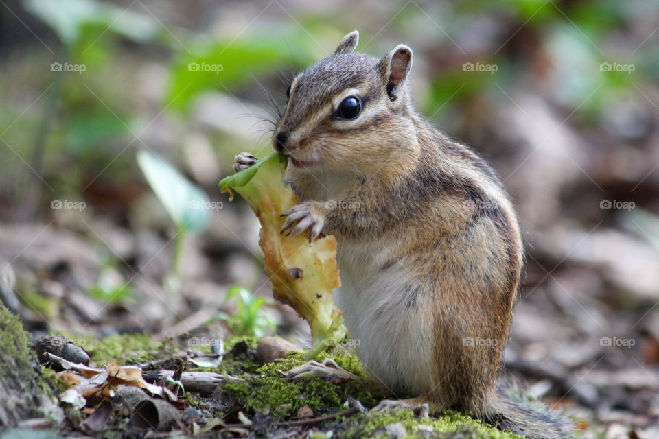 Chipmunk loves eating apples!