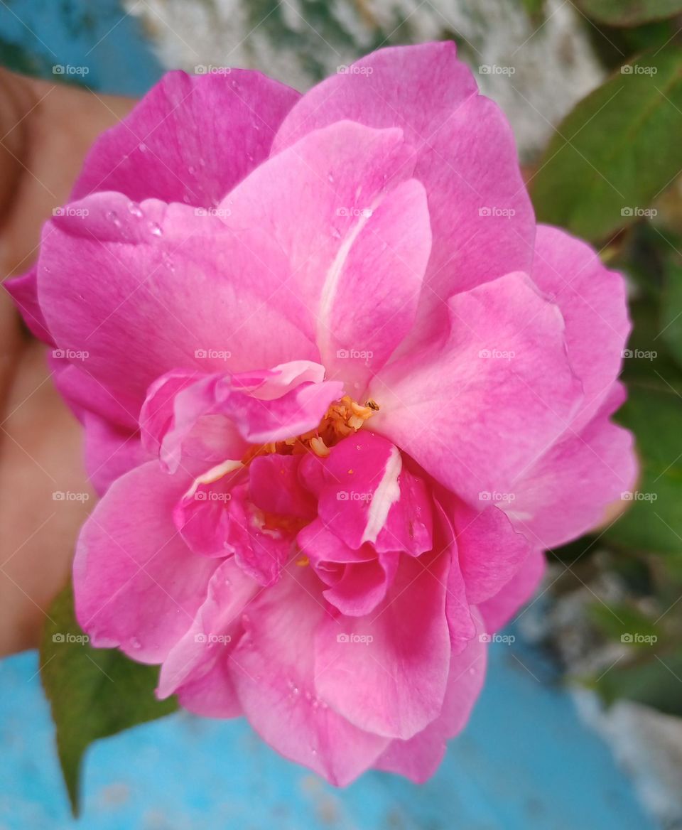 Flores rosadas. Plantas con flores rosadas.