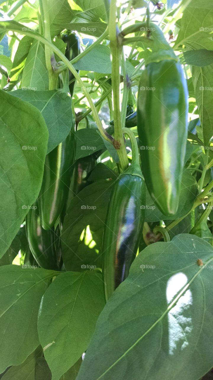 Jalapeño peppers. Peppers in my garden.