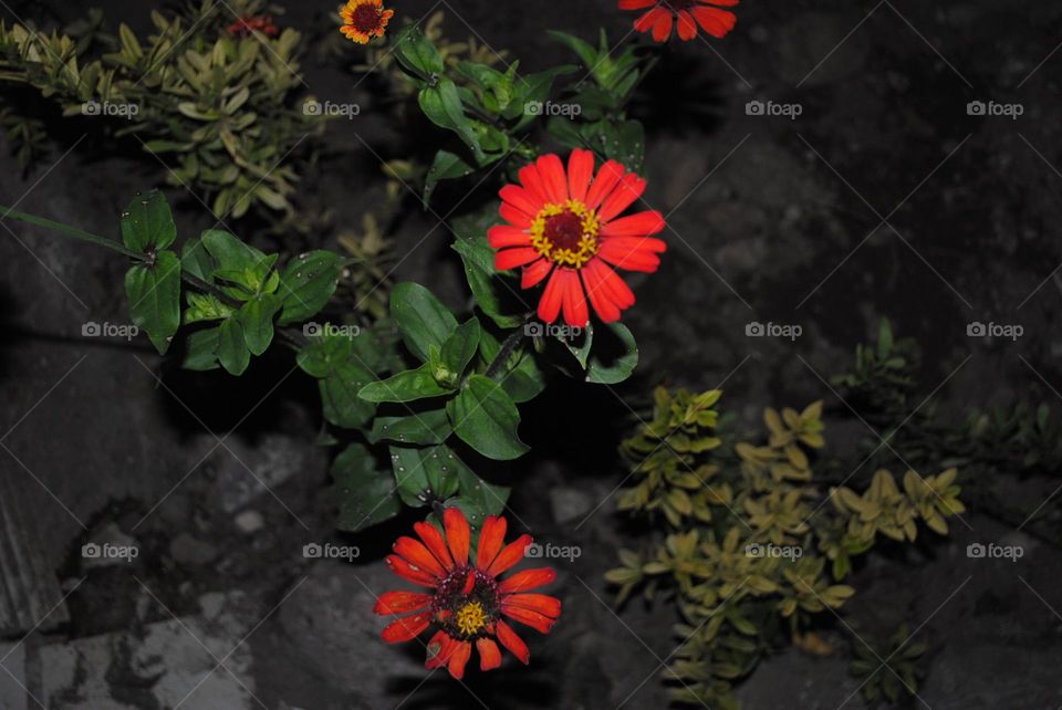 There’s beauty in flowers ✨