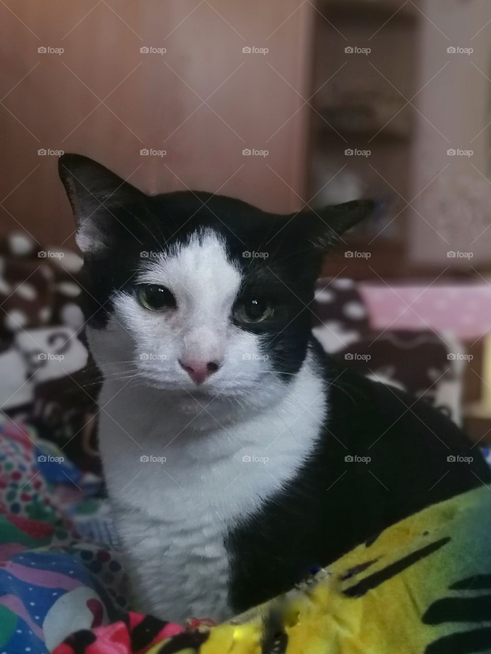 My Cat Bobby Boy
