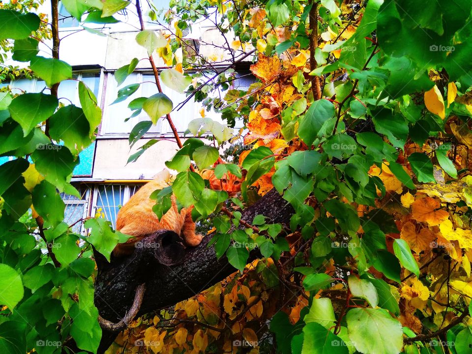 Red cat on tree, hid between red, yellow and green leaves