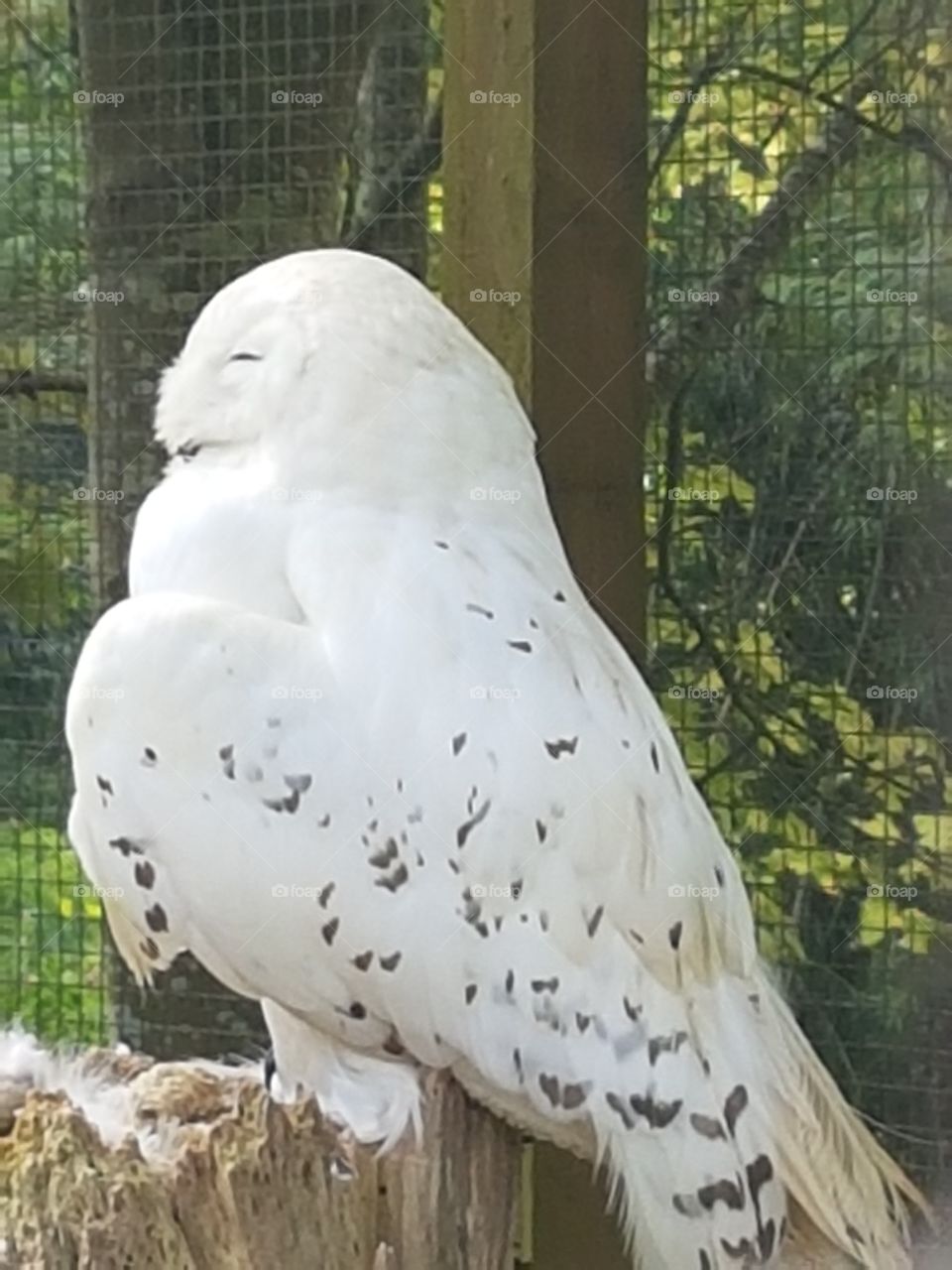 The gorgeous owl!! So cute the snow owl is asleep!!!