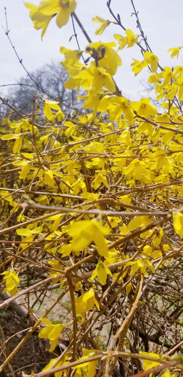 yellow spring flowers in bloom
