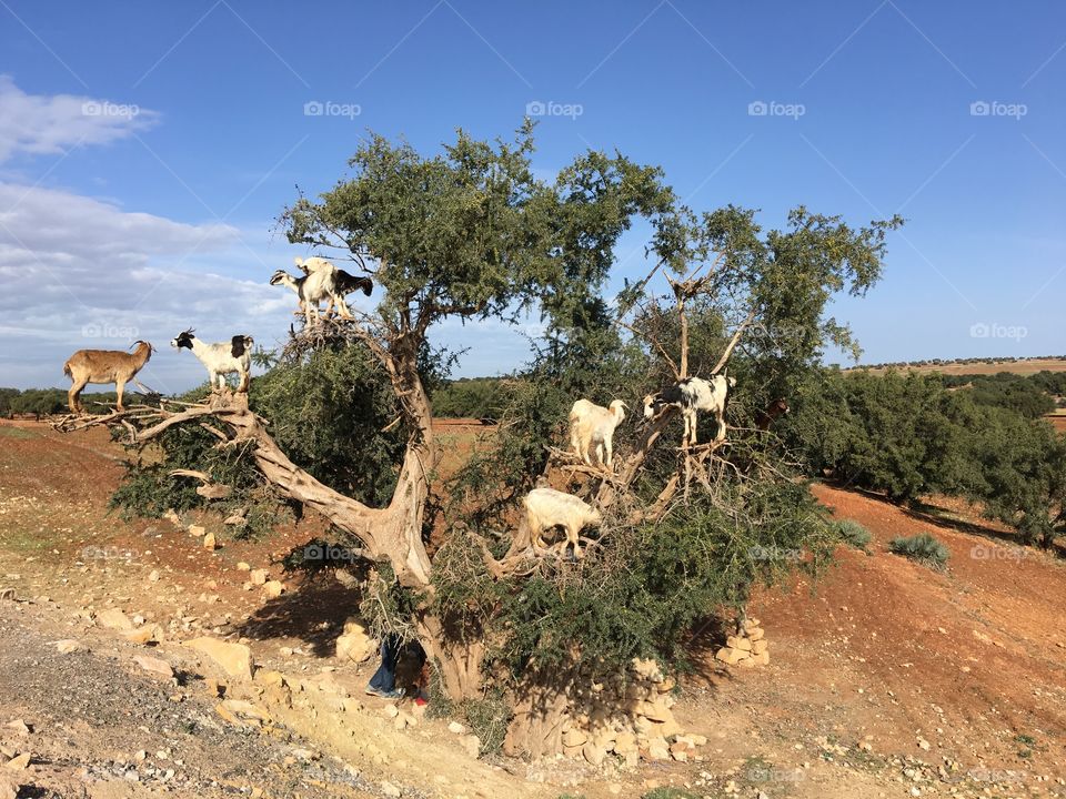 Goats in tree in Morocco 