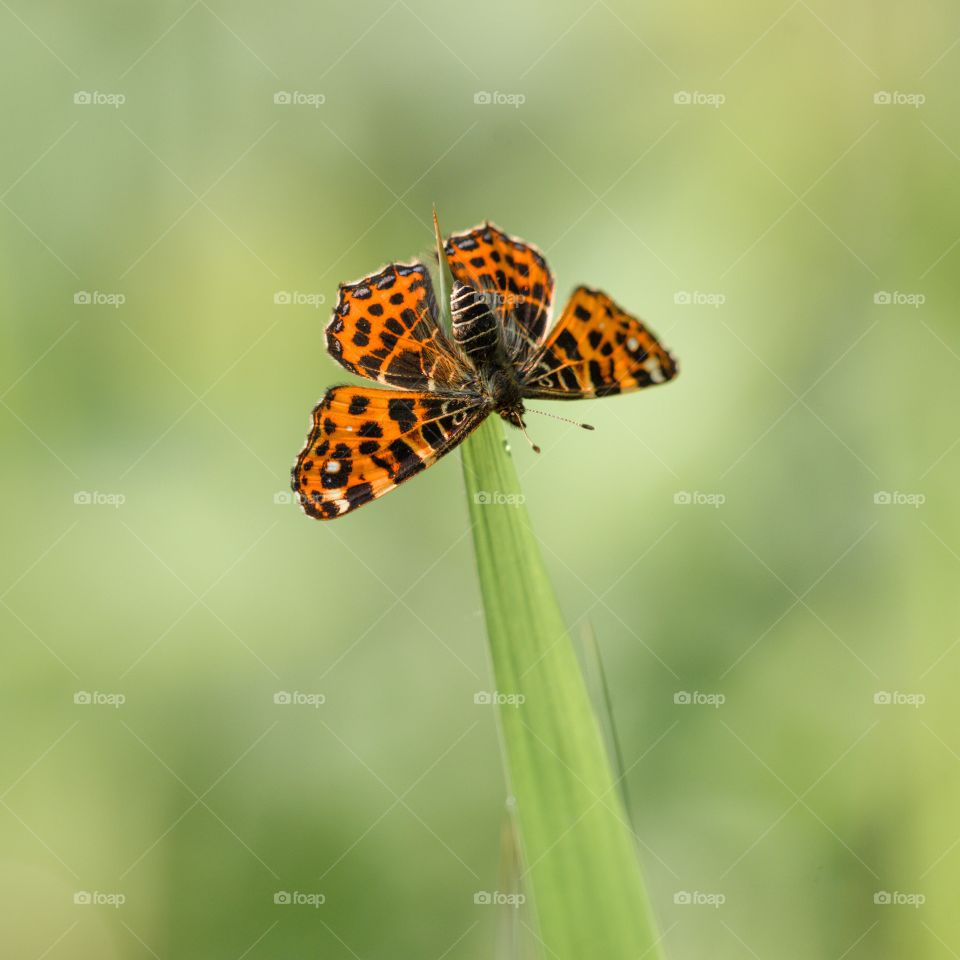 Insect, Nature, Butterfly, No Person, Wildlife