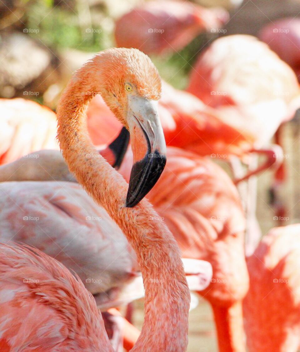 Close-up of pink flamingo