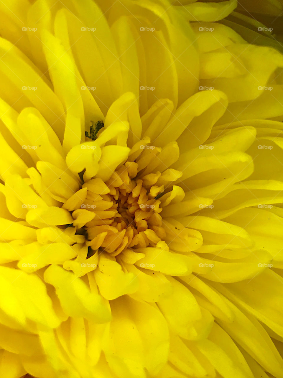 Yellow Bloom

