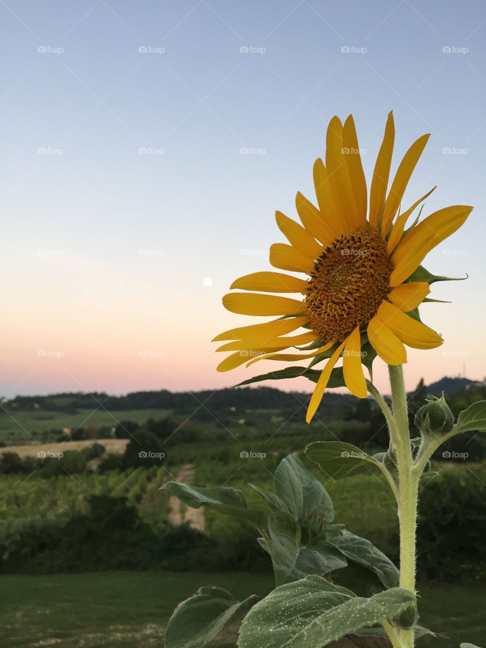 Close-up of sunflower