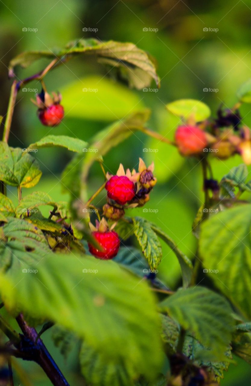 Raspberries. Wild growing raspberries