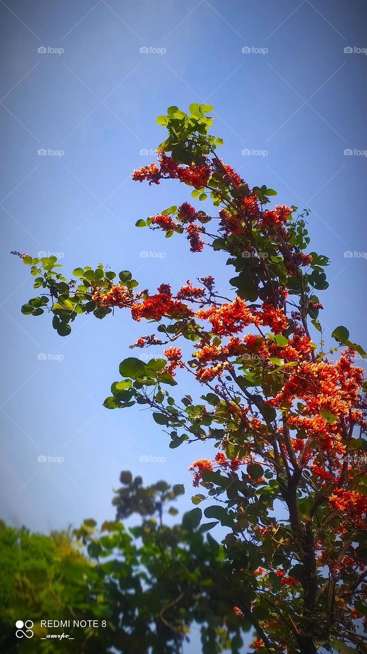 Flame of the forest flowers to add that pop in your life. Cool summer views of Indian suburbs..these herald spring. Such a breathtaking view. Glad I went out to witness this blooming magic!