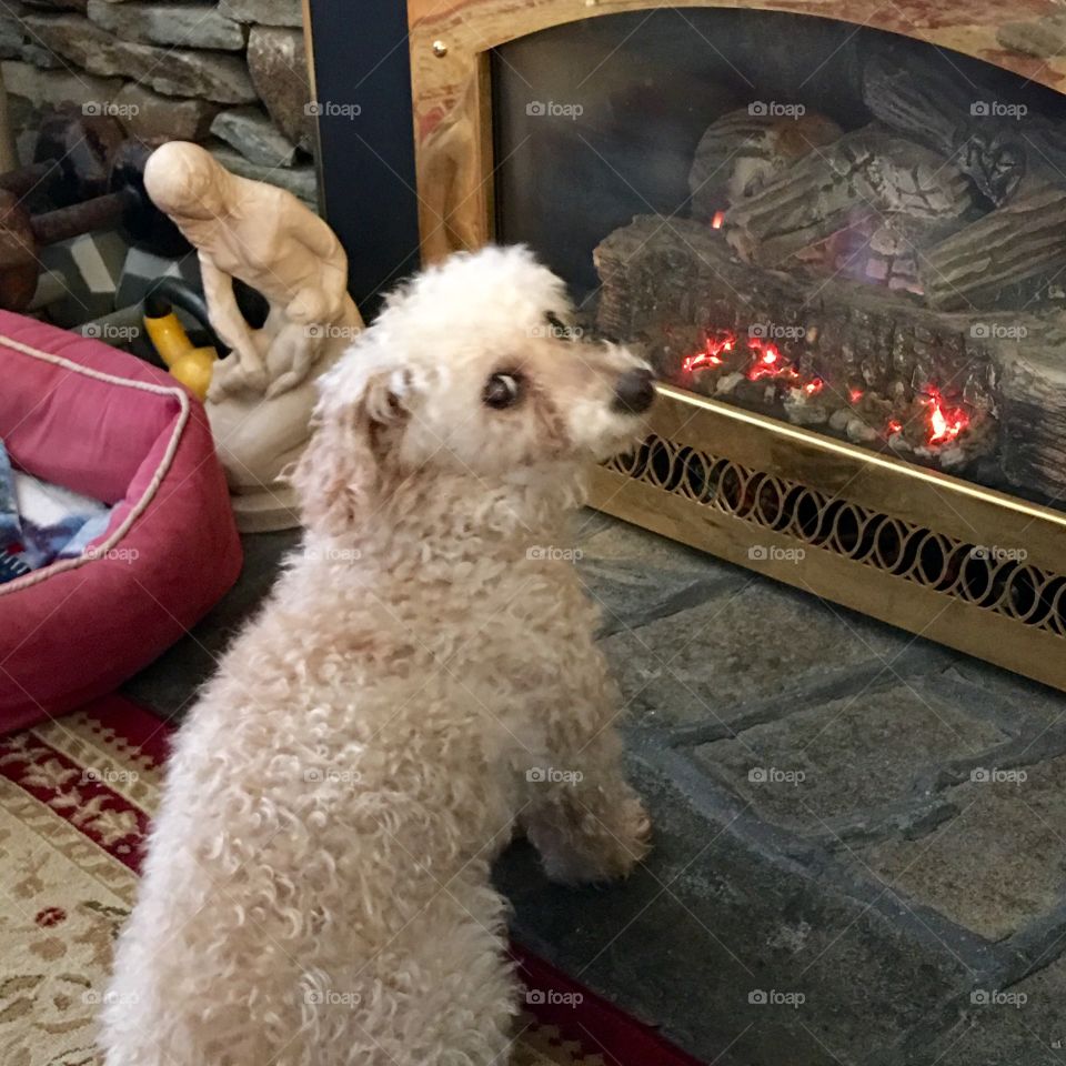 Dog, Poodle, warming up in front of the gas log fireplace! 🐾 