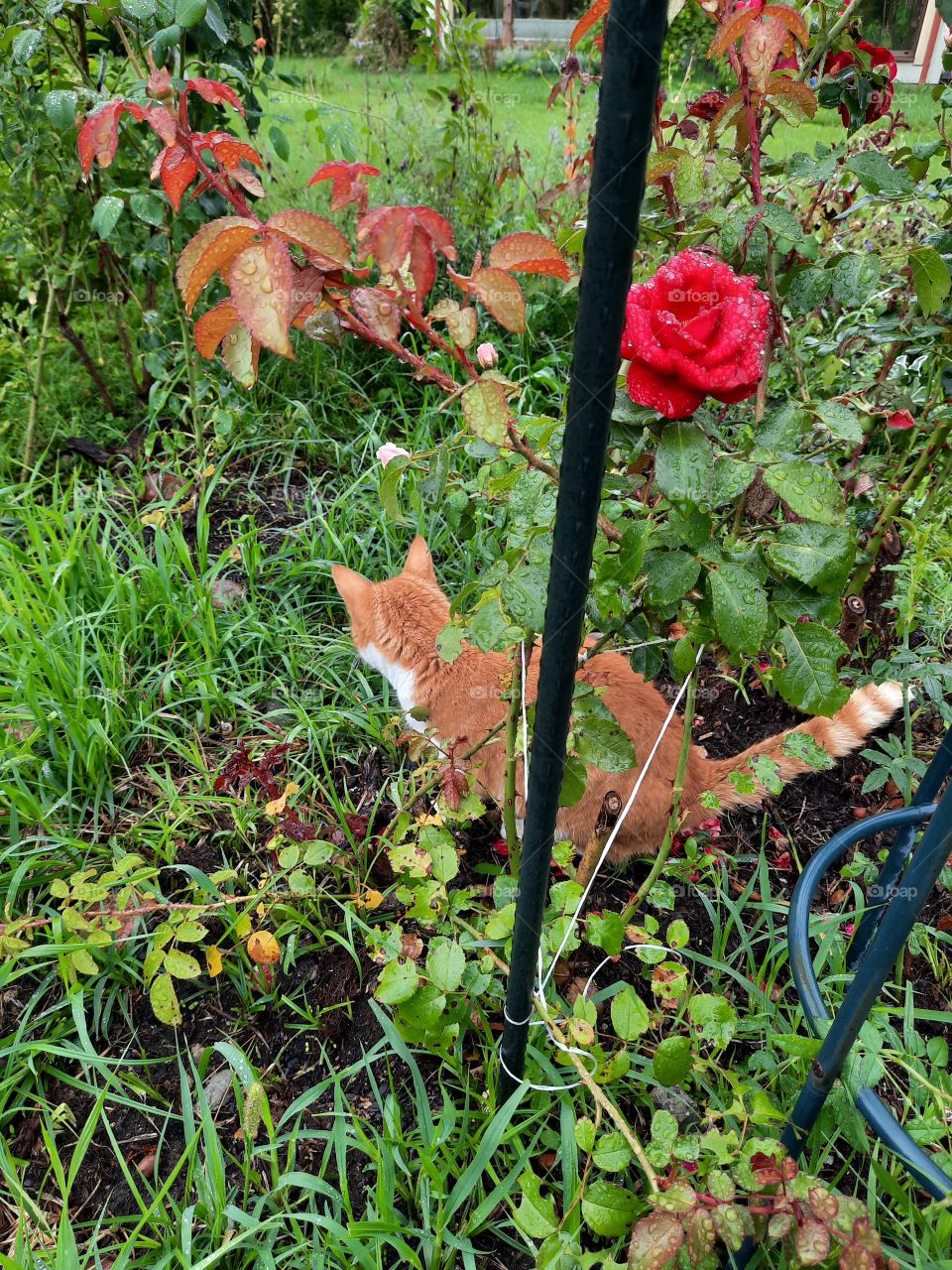 ginger cat in the garden at rainy day