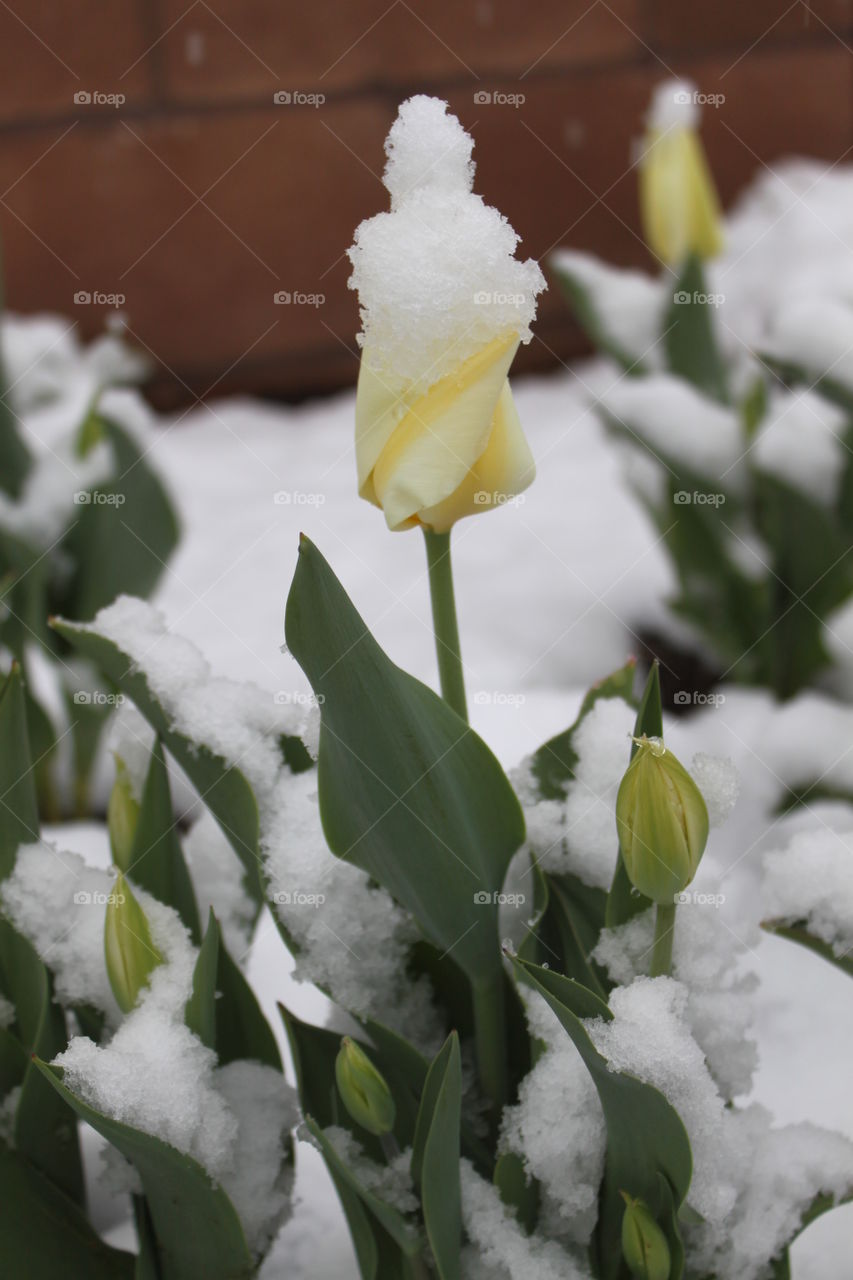 Snow on yellow Tulip flower 