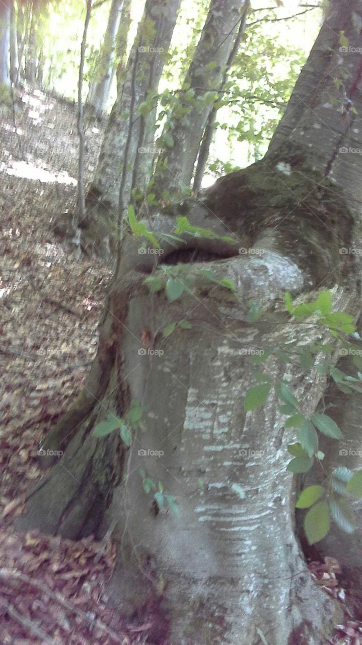 Old tree in same wood