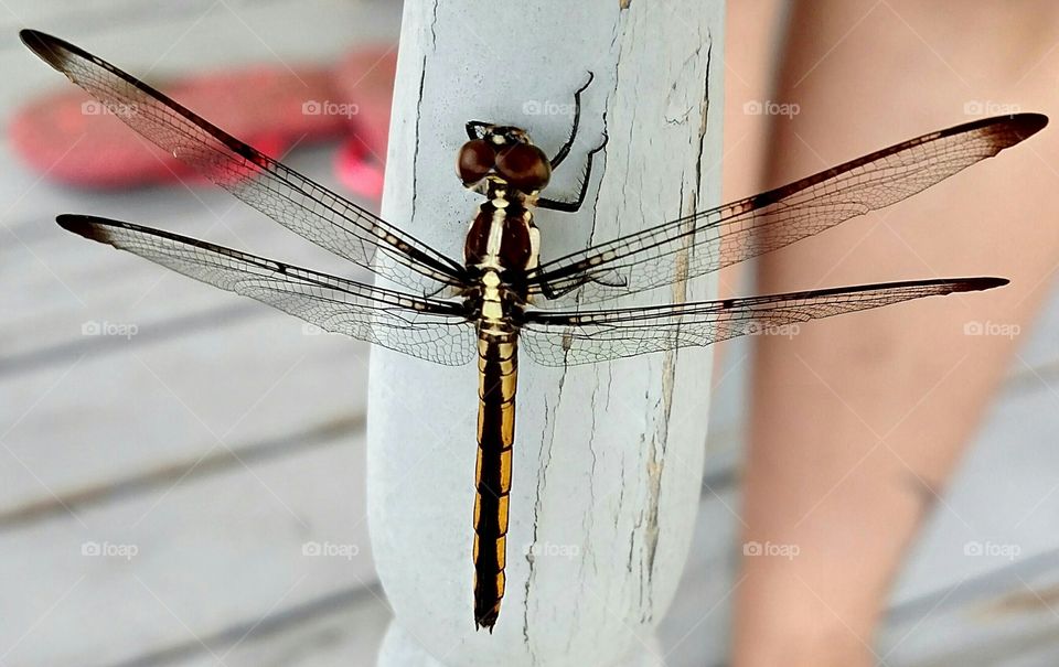 Dragonfly