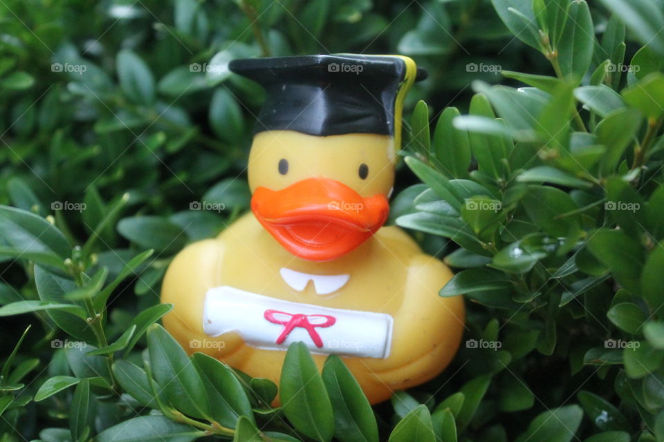 graduating ducky