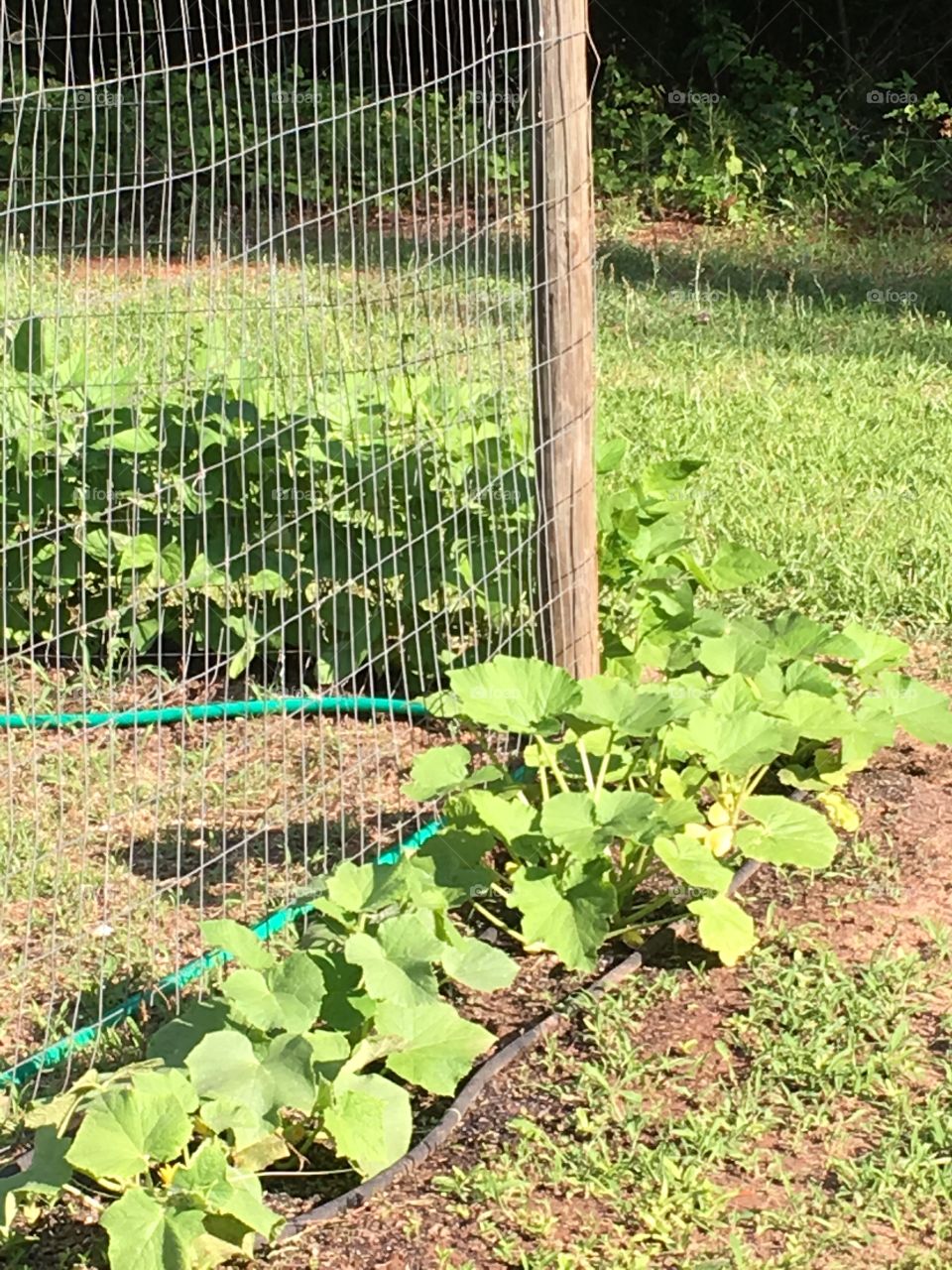 Home garden