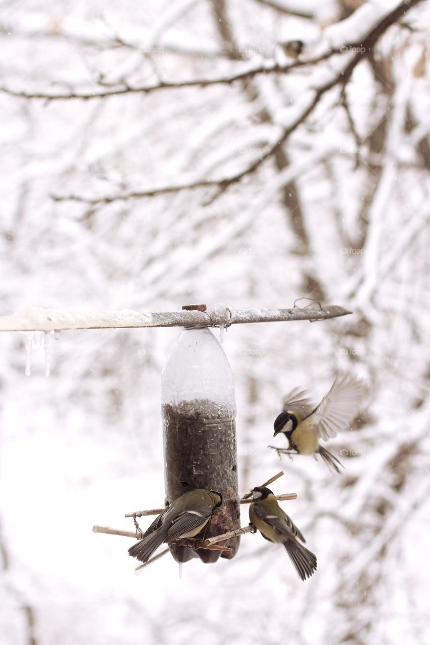 Titmouses eat sunflower seeds from a homemade feeding trough in the winter