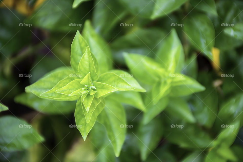 Green leaves on the trees are stacked together beautifully