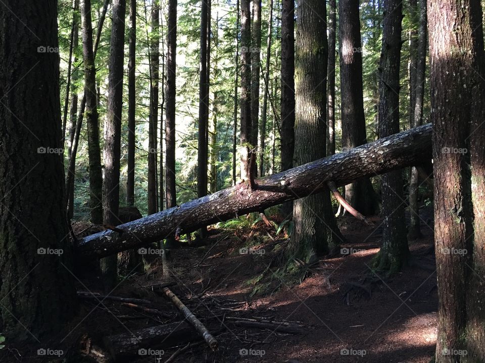 Juan de fuca trail in british colombia canada