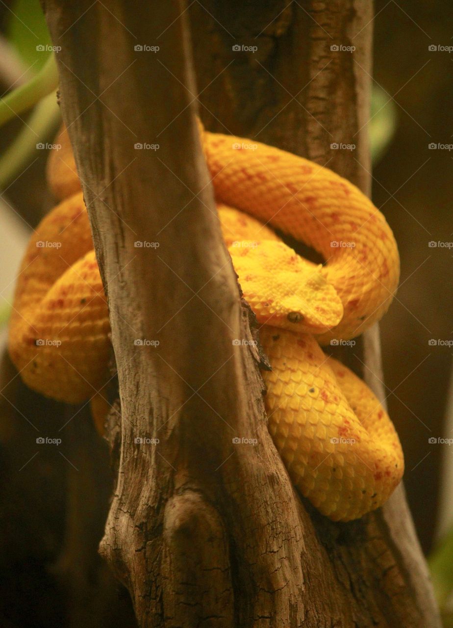 Yellow Python Snake