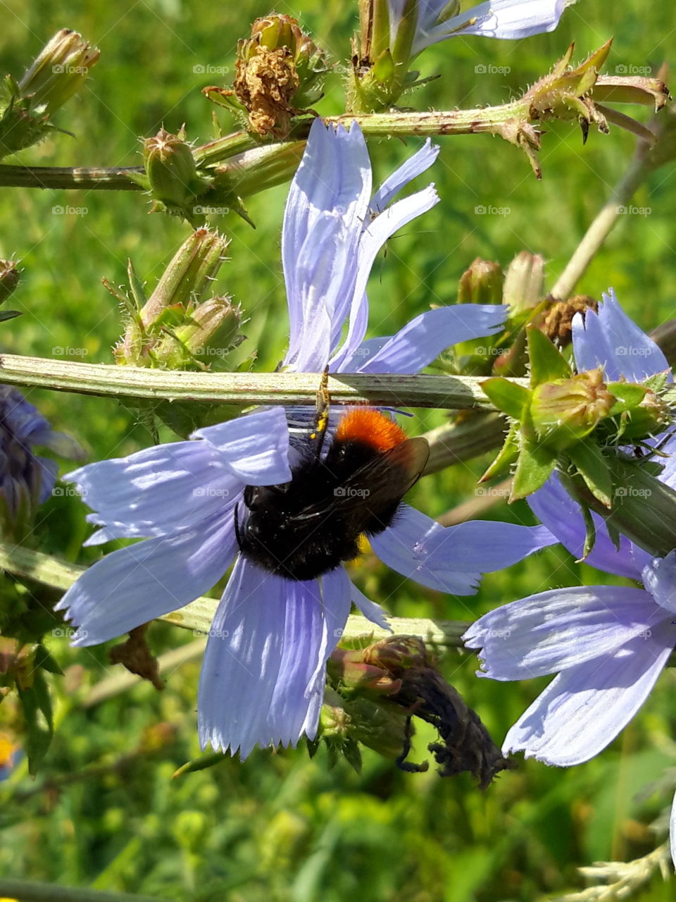 Summer.Bumblebee on the flower