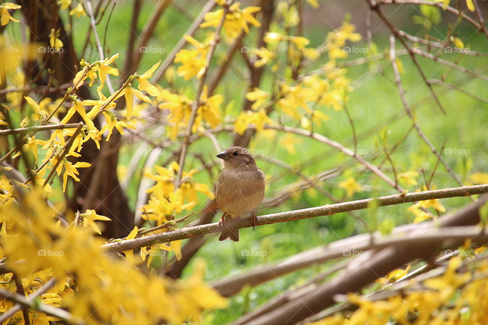 A sparrow at the branch of a yellow blooming tree