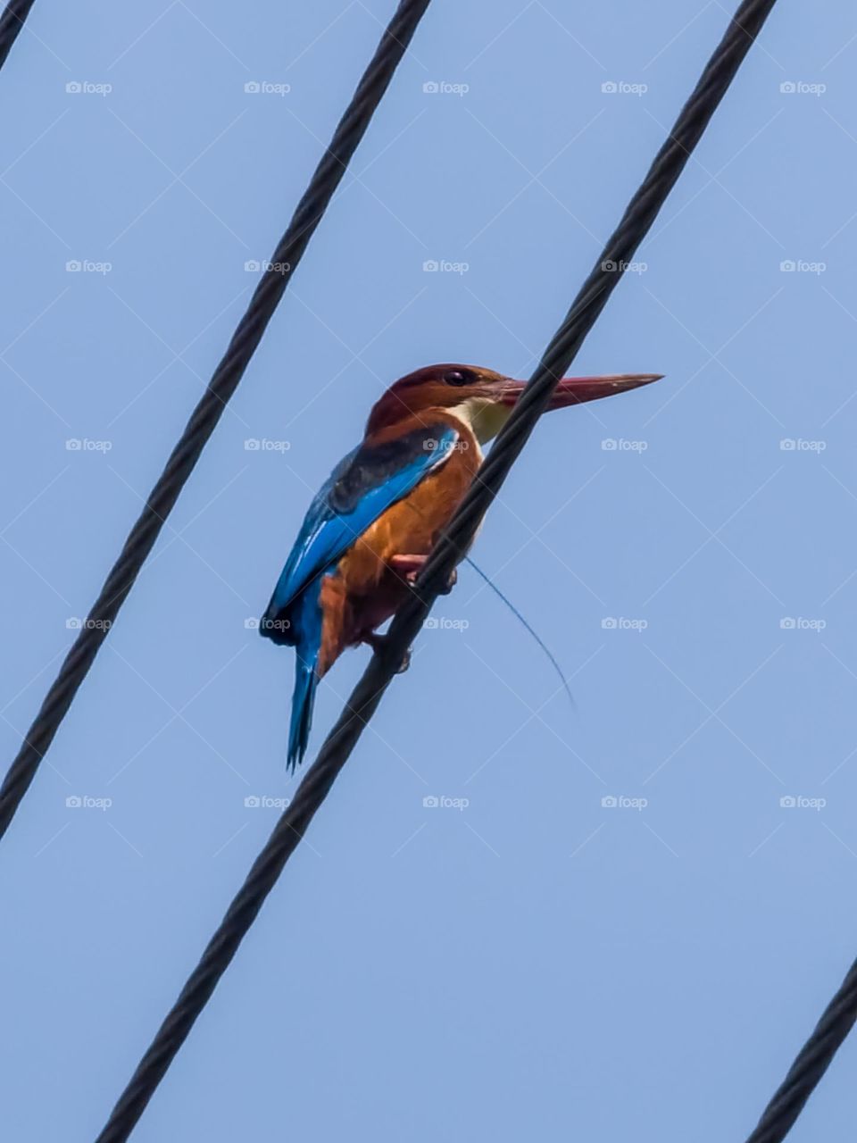 Kingfisher bird