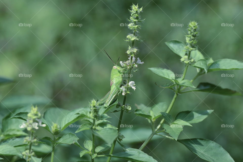 grashopper on flower