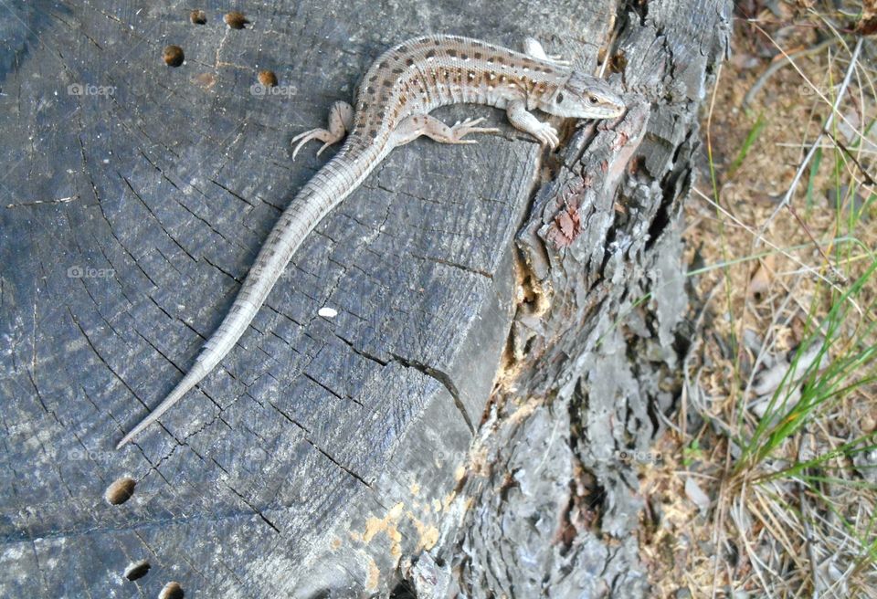 Reptile, Nature, Lizard, Texture, Closeup