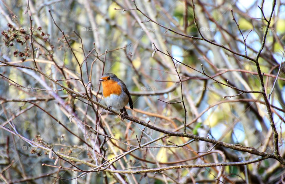 Robin perching on tree branch