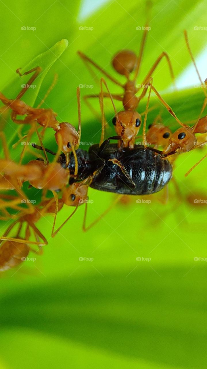 ants taking down an insect