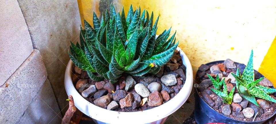 Zebra cactus plants in pots look beautiful
