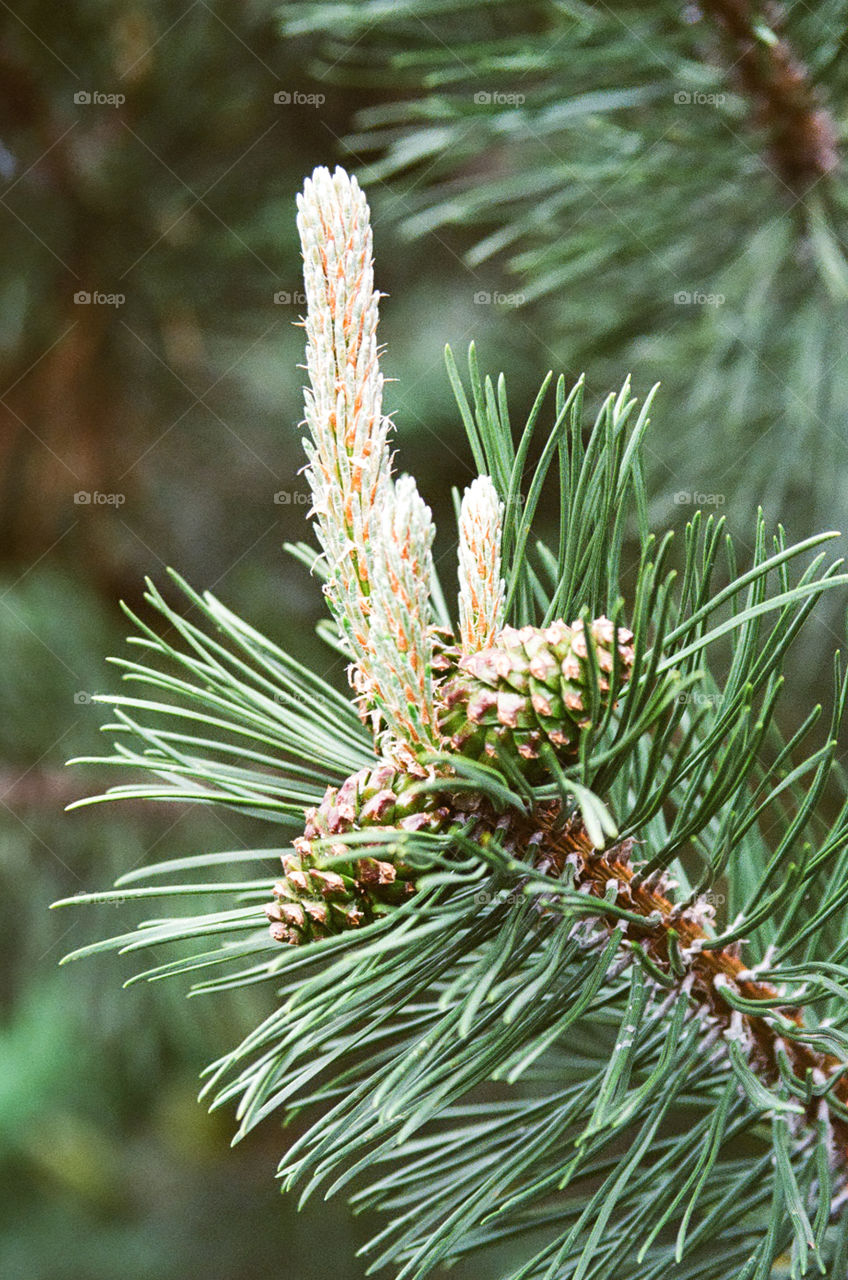 Pine tree 