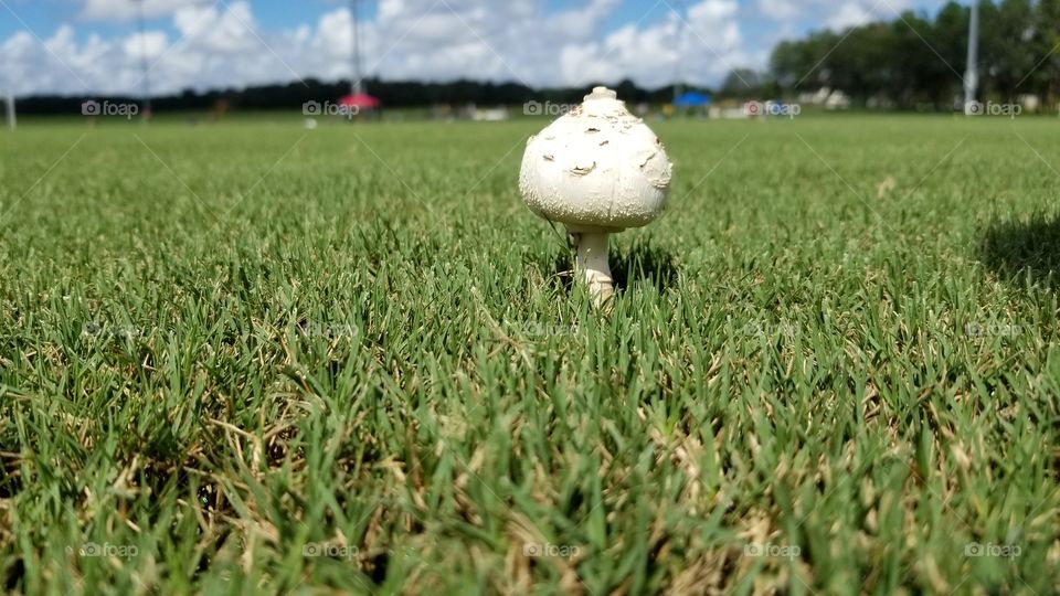 The Lonely Mushroom in Green Grass