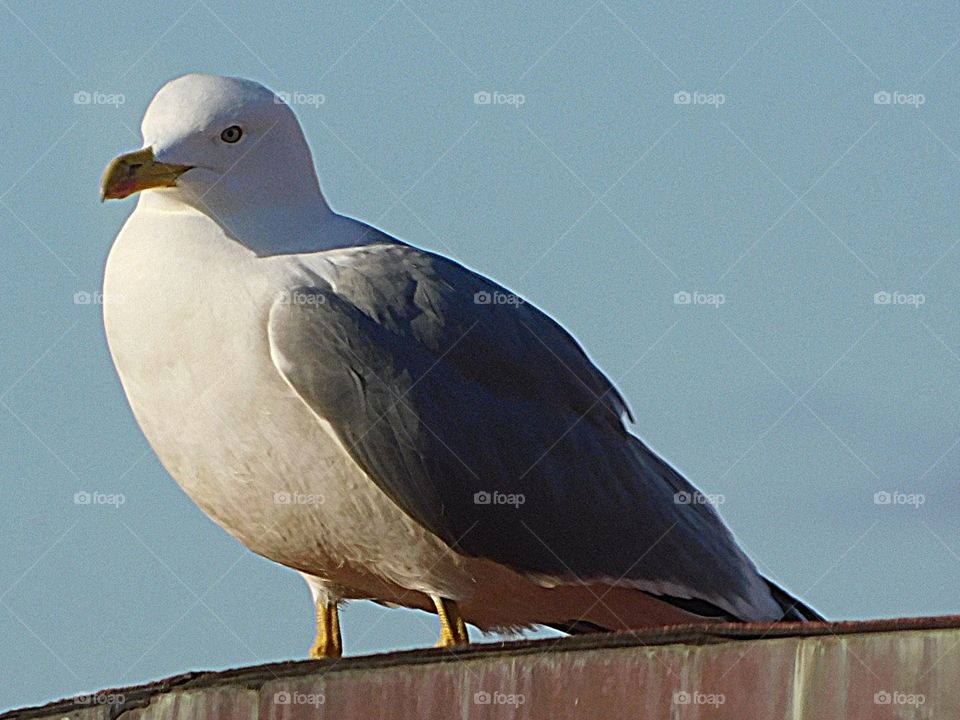 Seagull shot by tele @ max capability