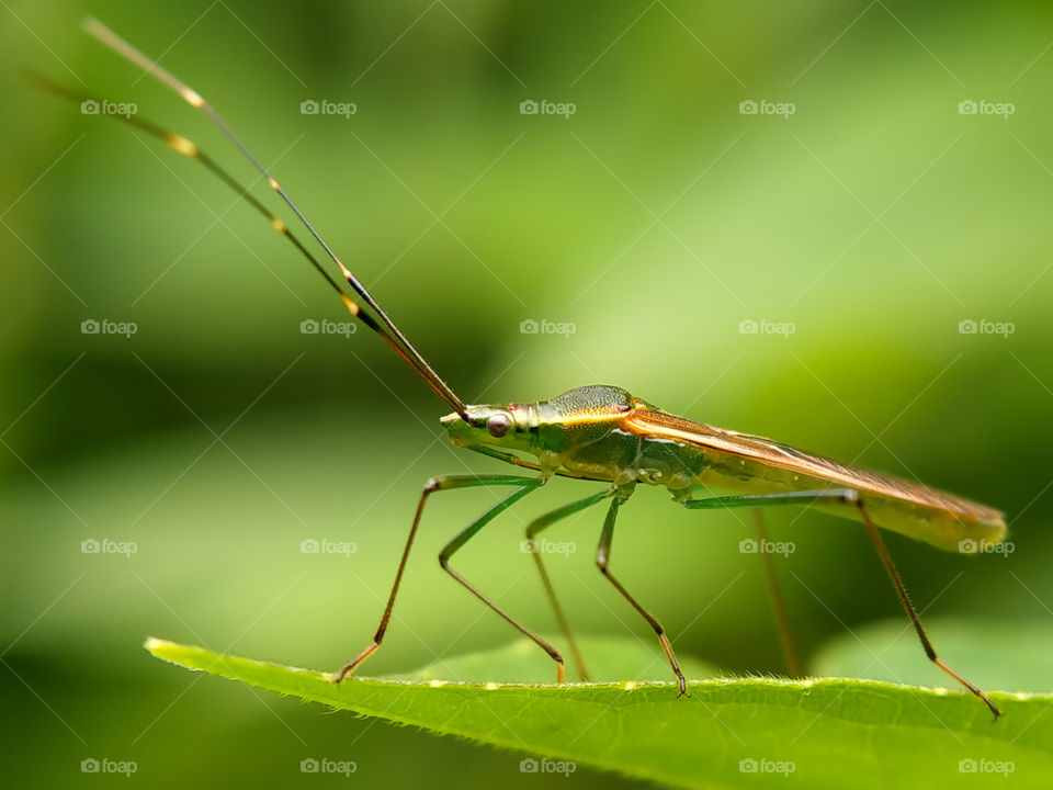 This insect is called by "walang sangit", a grasshopper that smells bad. This stench is useful to protect itself from enemy attacks.