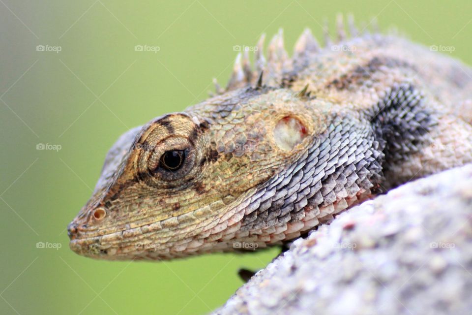 Up close with a beautiful changeable lizard. 