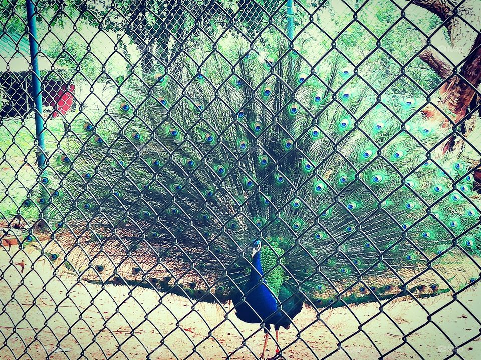 This is a picture of a peacock .It is the national bird in India.It is a symbol of fortune.