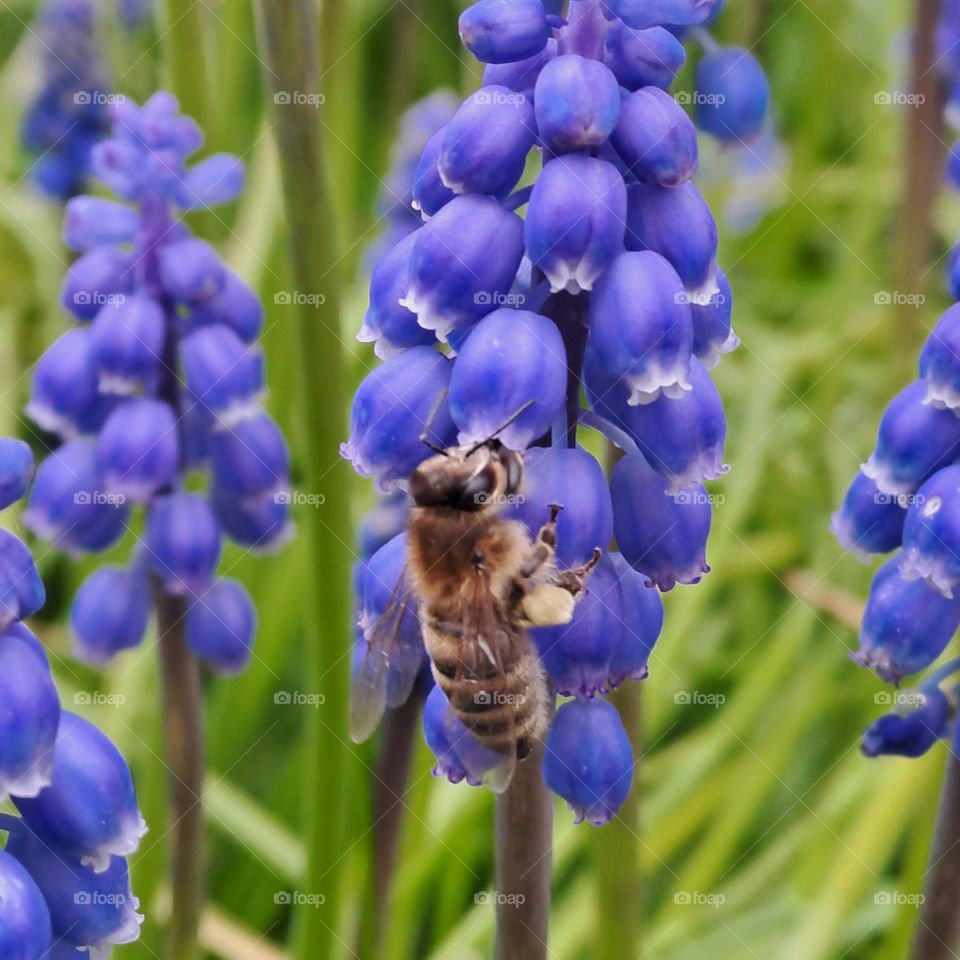 Uk Spring garden. A bee collecting nectar from a purple wild hyacinth flower with greenery and more flowers around.