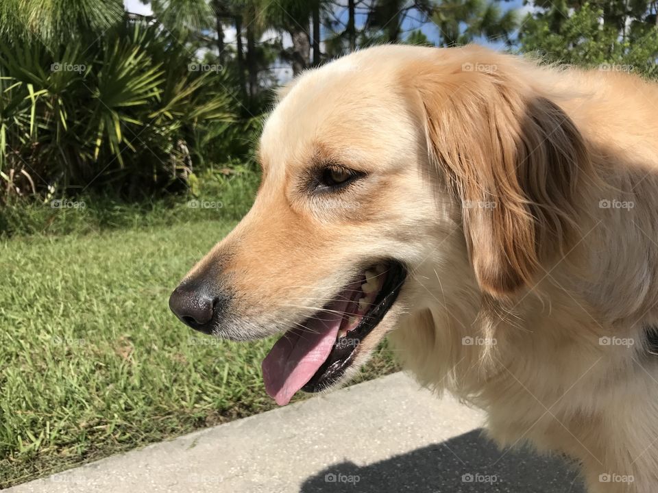Beautiful golden retriever 