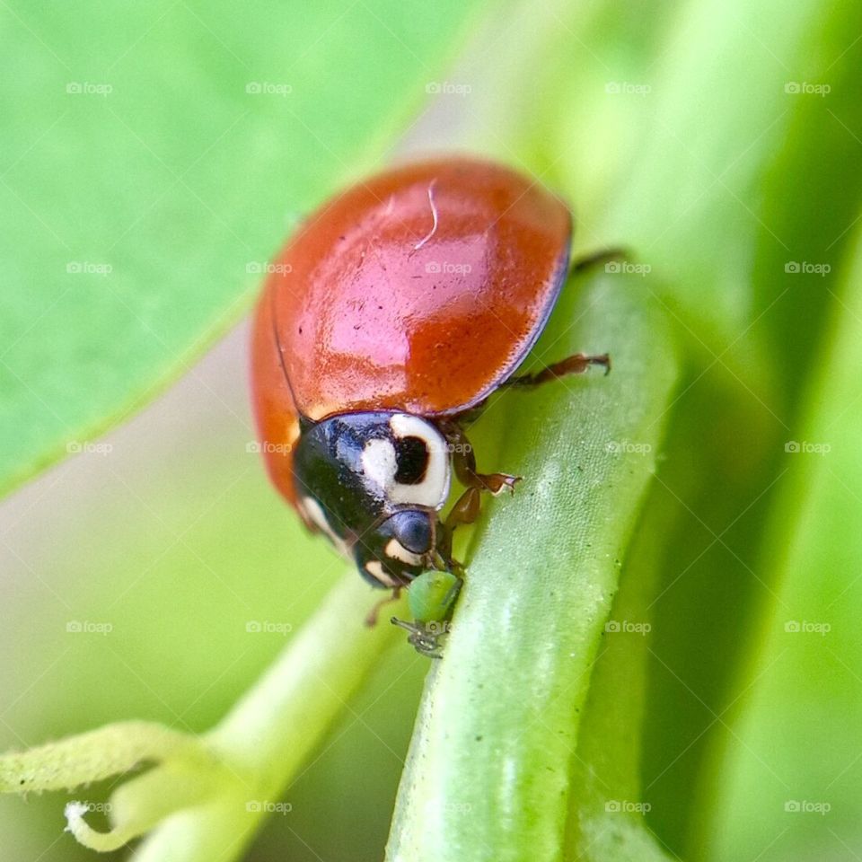 Ladybird