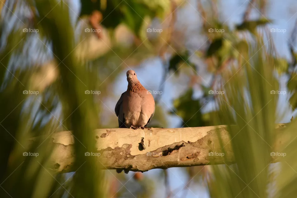 African Laughing dove sitting in the tree in the garden 