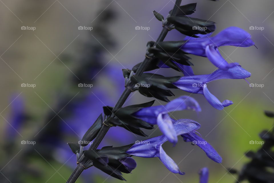 Purple flowers on black stem , closeup 