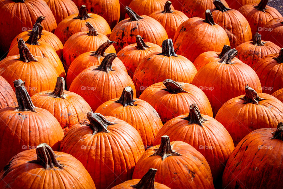 Bright orange pumpkins, background